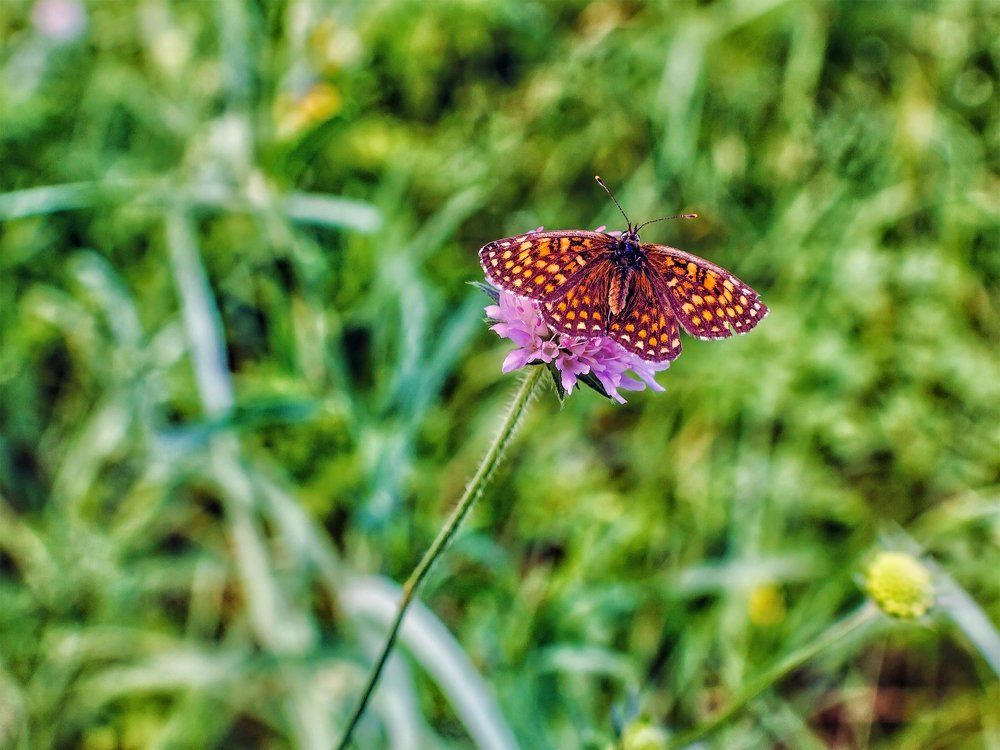 На утренней заре, цветок и бабочка