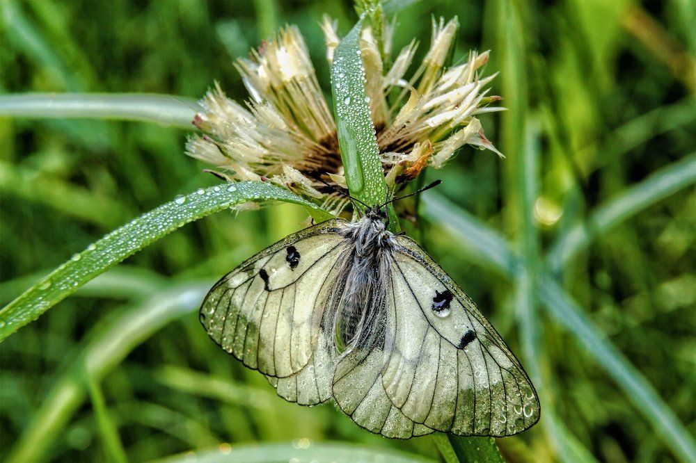 В каплях росы..