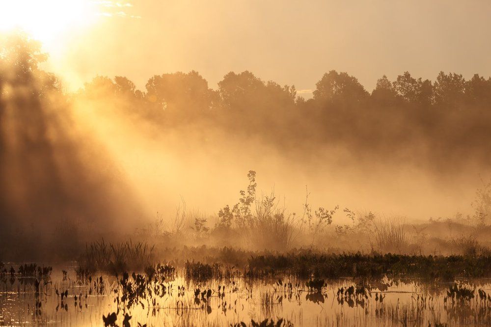 Утреннее солнце в тумане