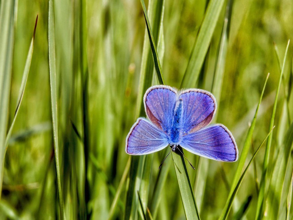 Голубая на травинке