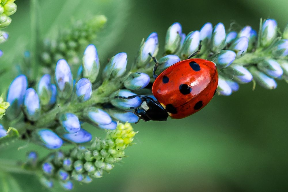 Божий жучок