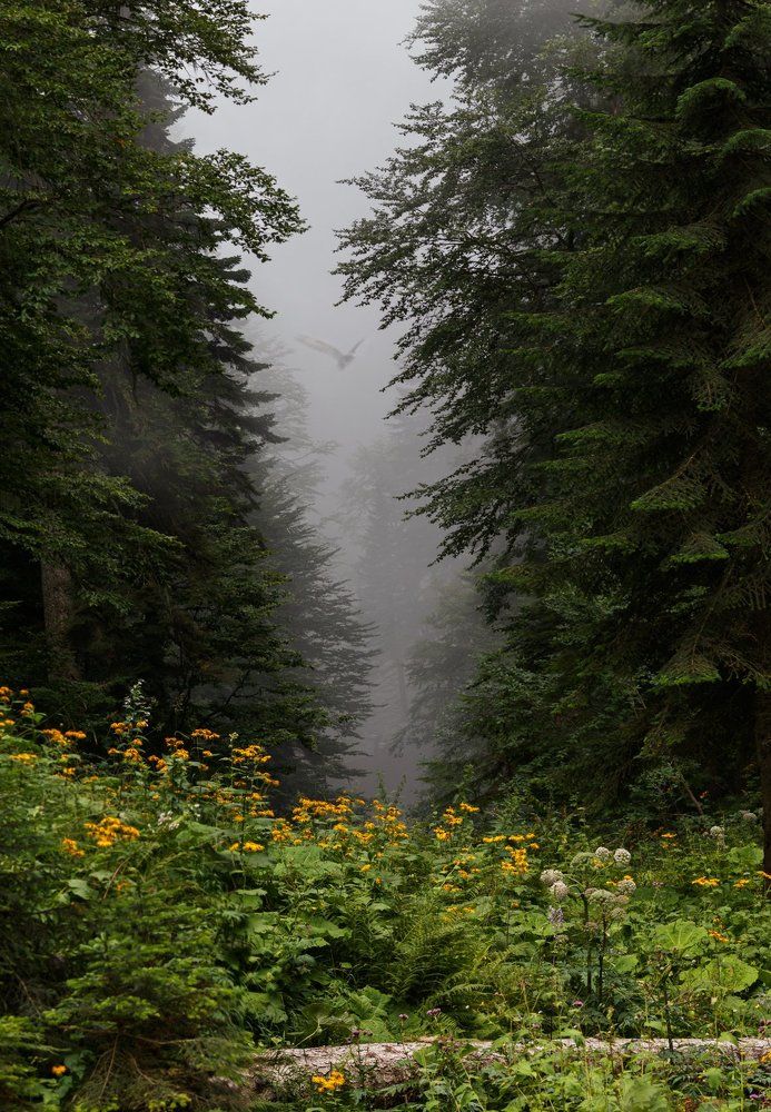 Полет в тумане