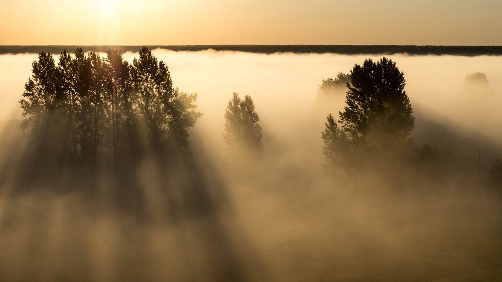 Сквозь туман