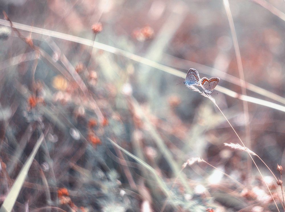 Все есть любовь