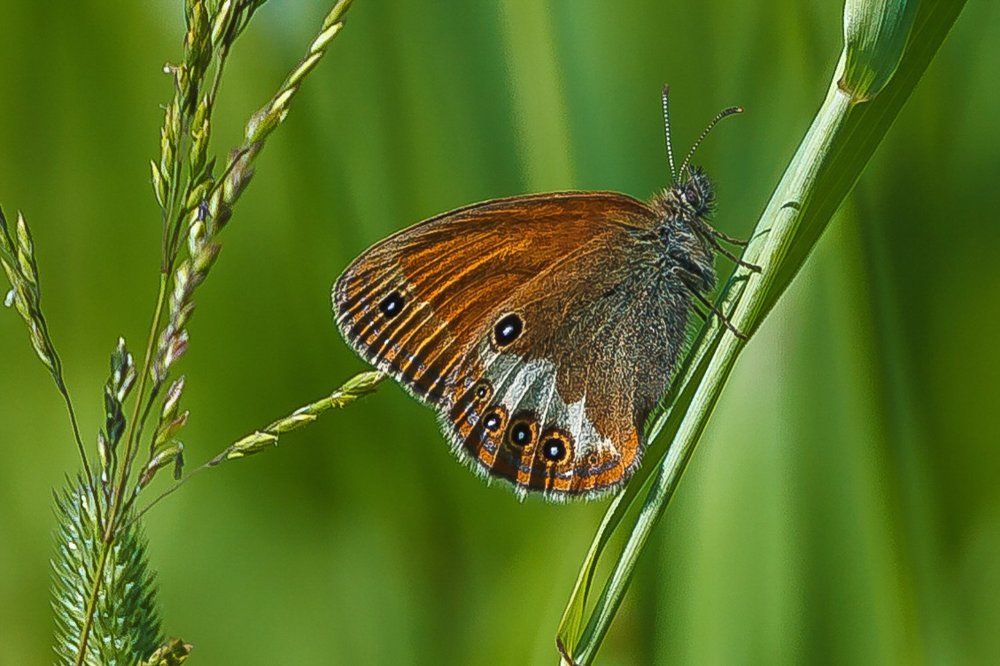 Бархатница