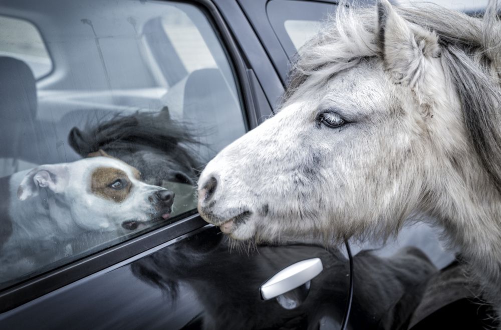 Wild horse met my dog !