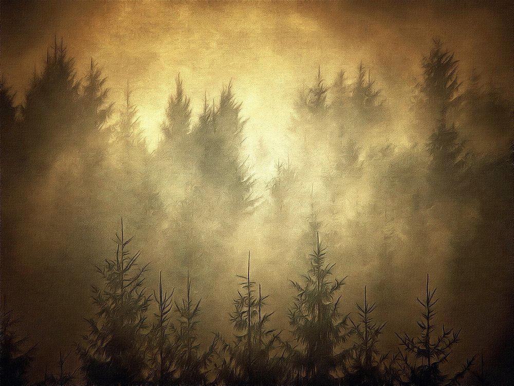 The fir forest
