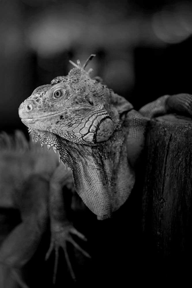 Iguana