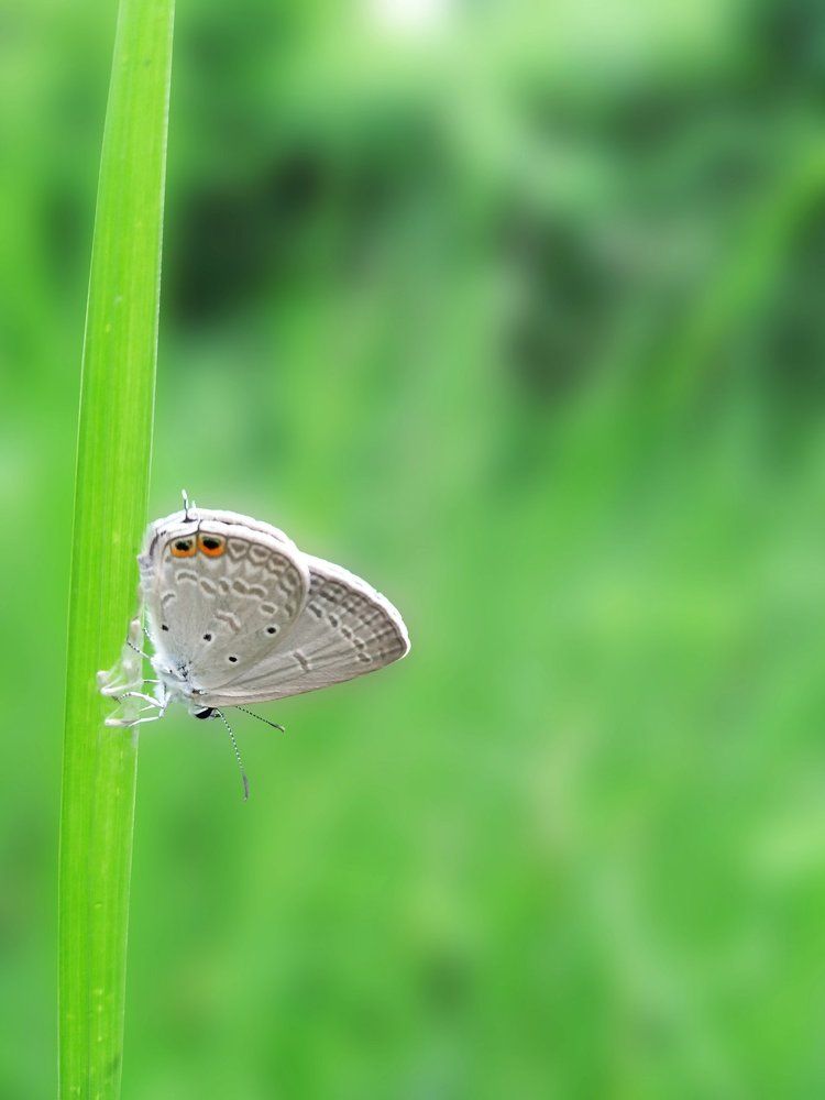 Butterfly with Green Season