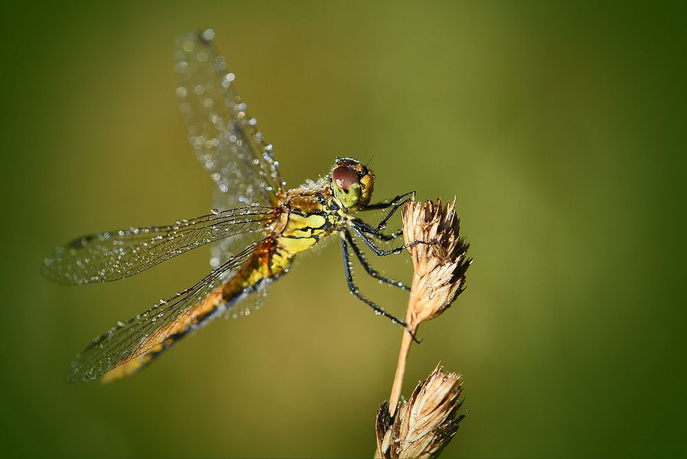 Искупалась