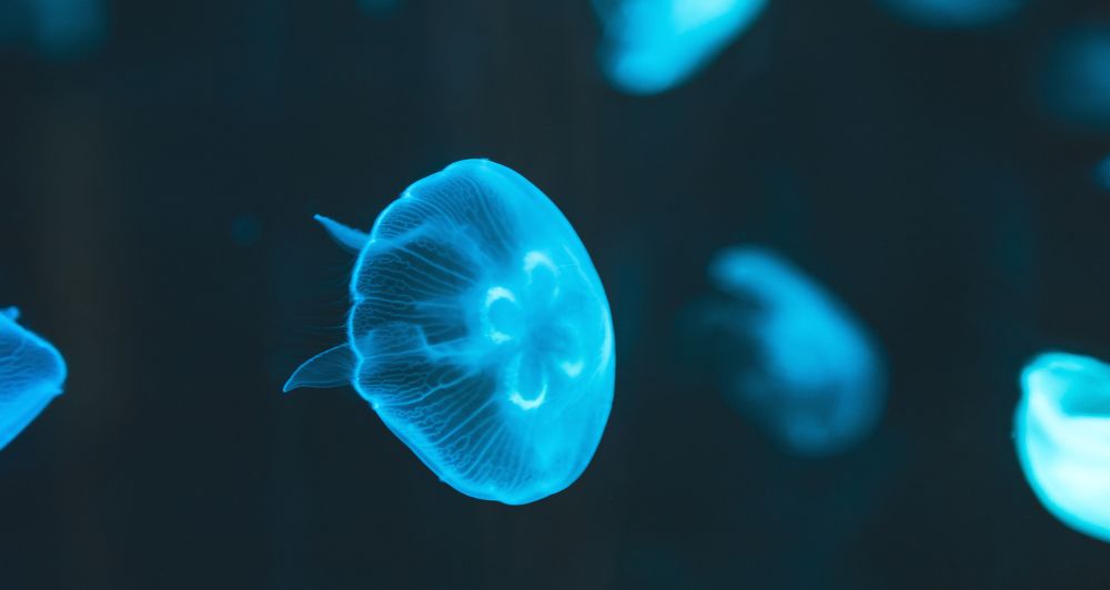 Морской мир