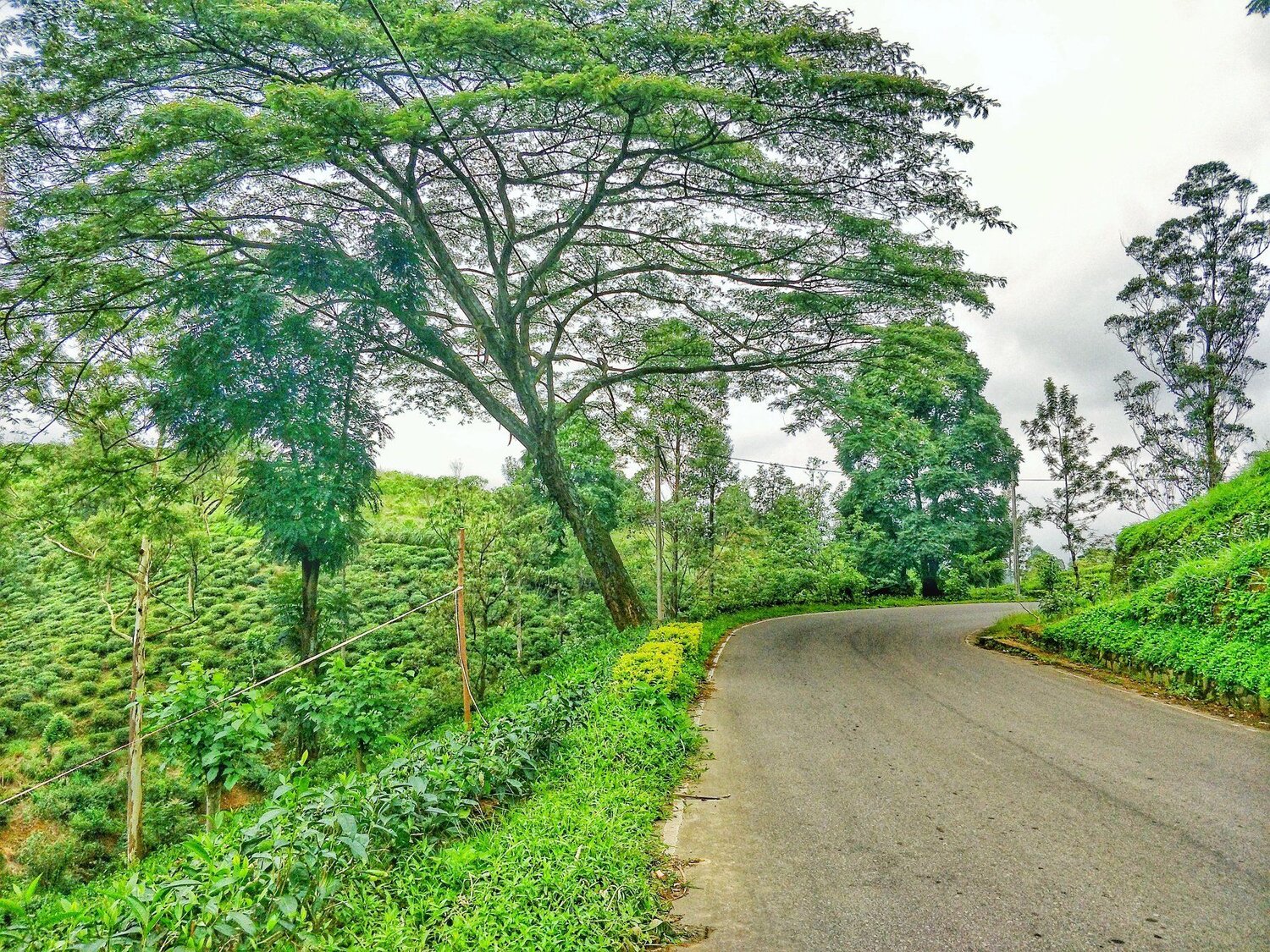 Green life