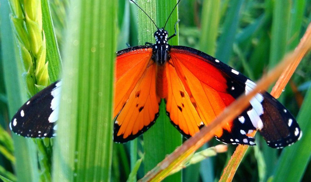 Butterfly