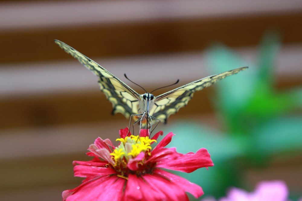 Фотография автора Marina Samarina