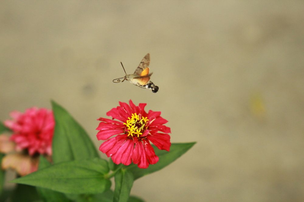 Фотография автора Marina Samarina