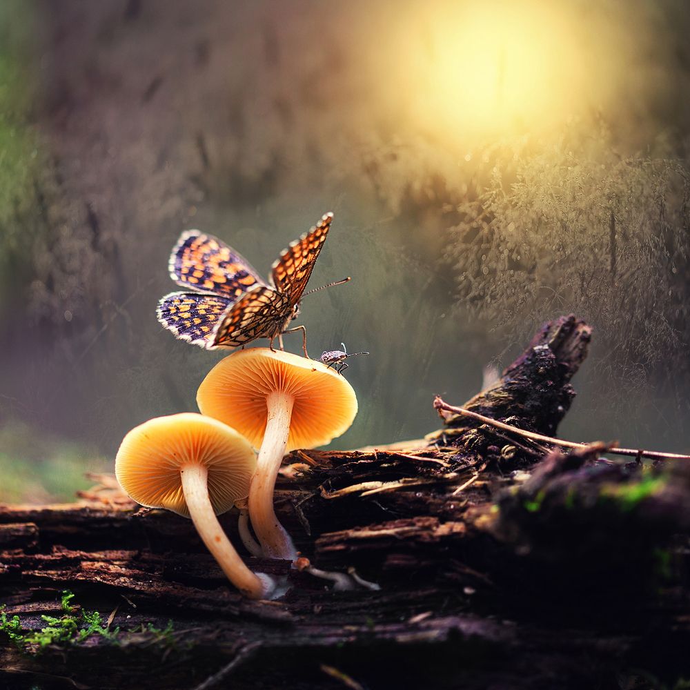 Навстречу новому дню