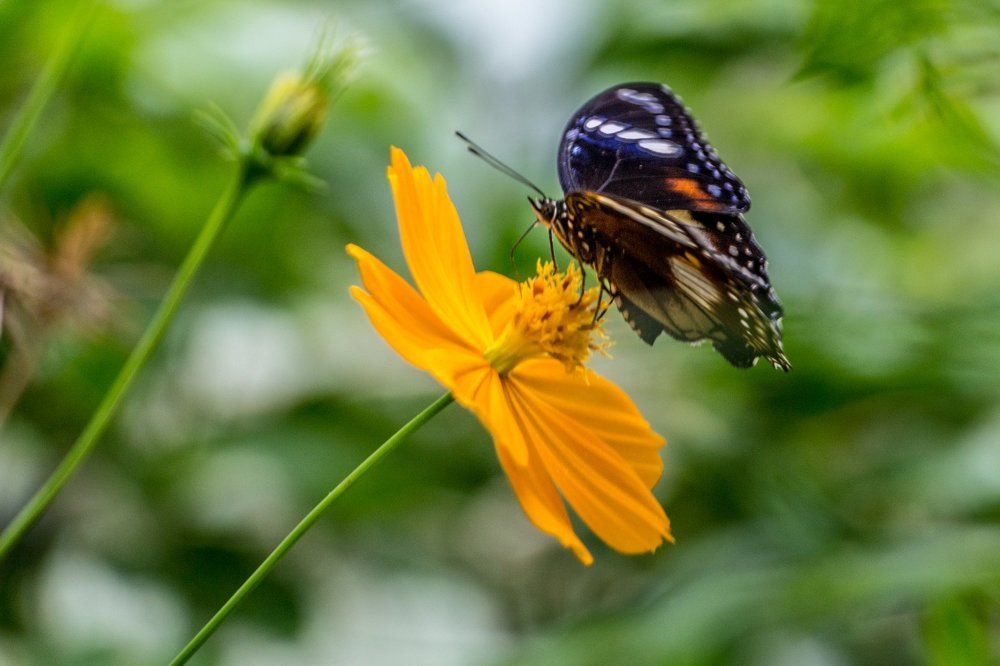 Butterfly perches on the flower