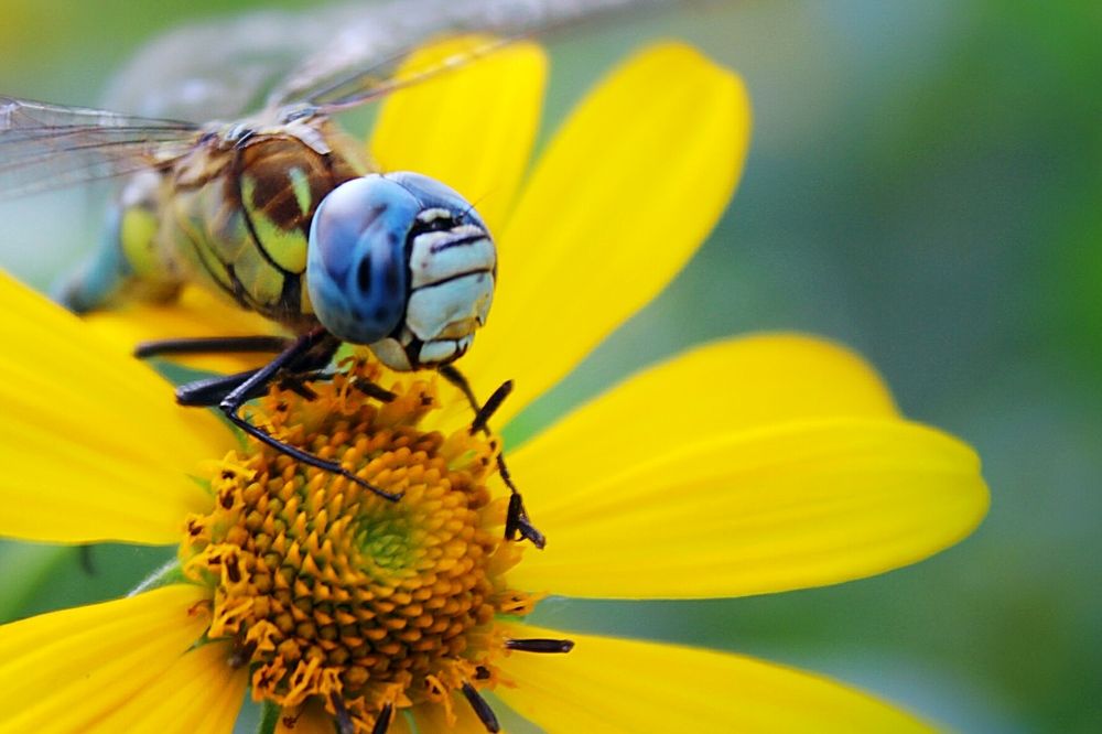 Синеглазка