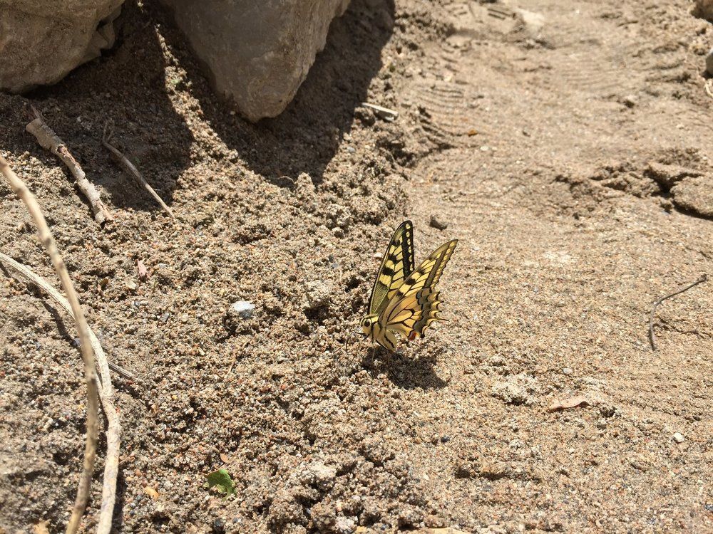 Желтый махаон