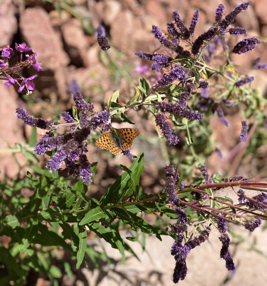 Шалфей манящий