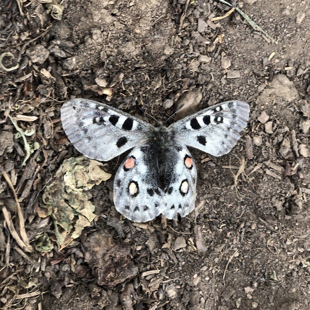 Замерзшая красотка