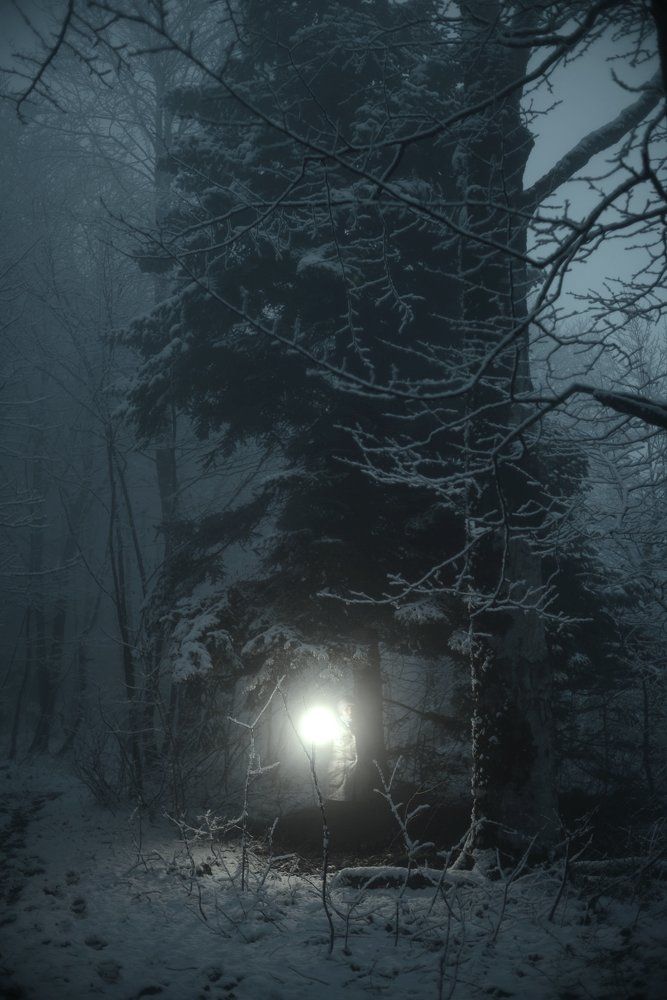 вечером в лесу