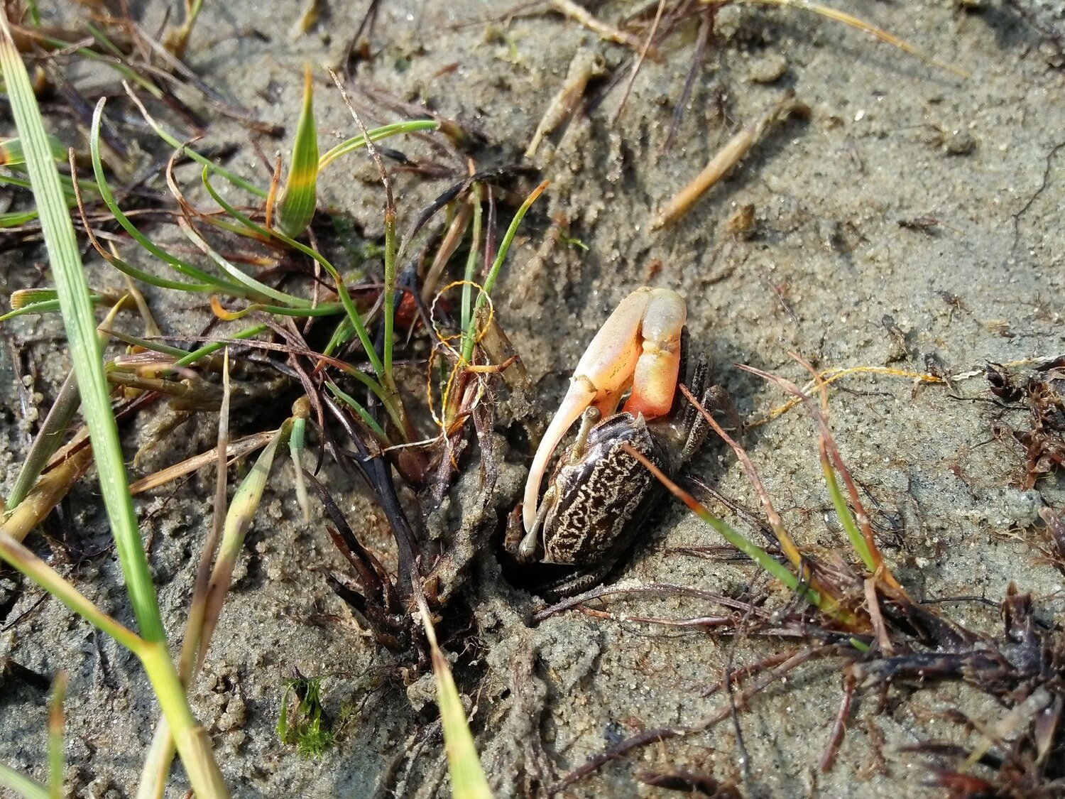 Crab