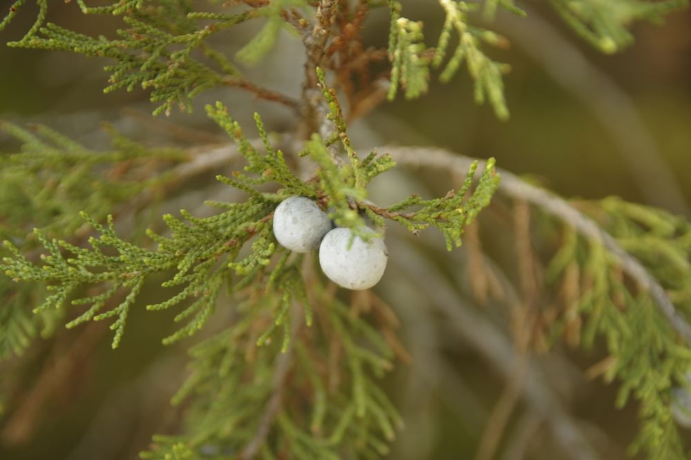 Photograph by марет