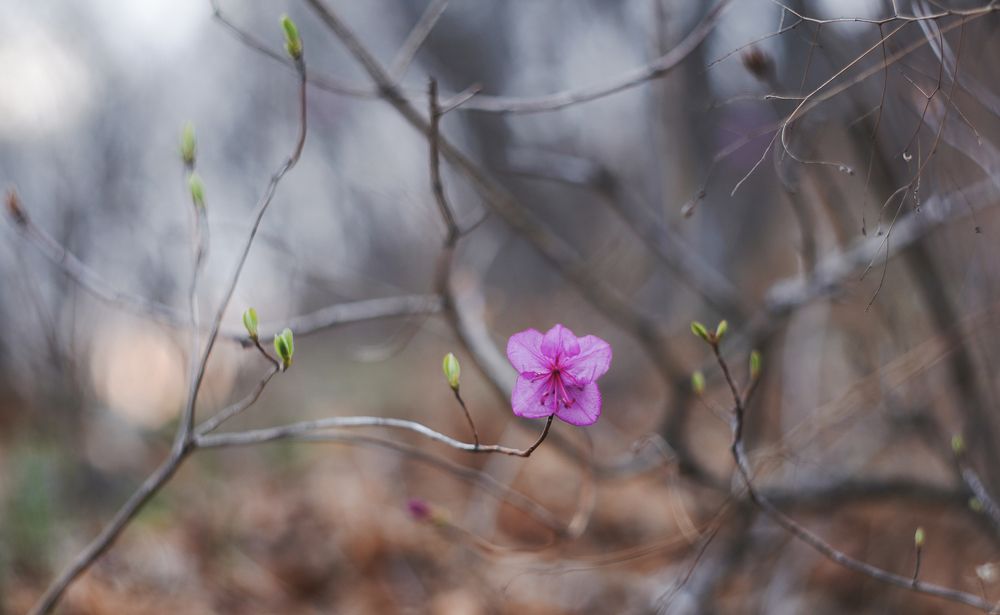 Photograph by Антонов Алексей