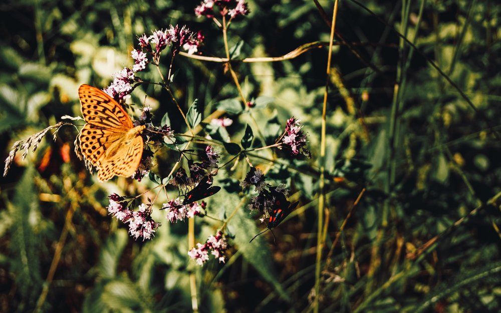 Origanum для души