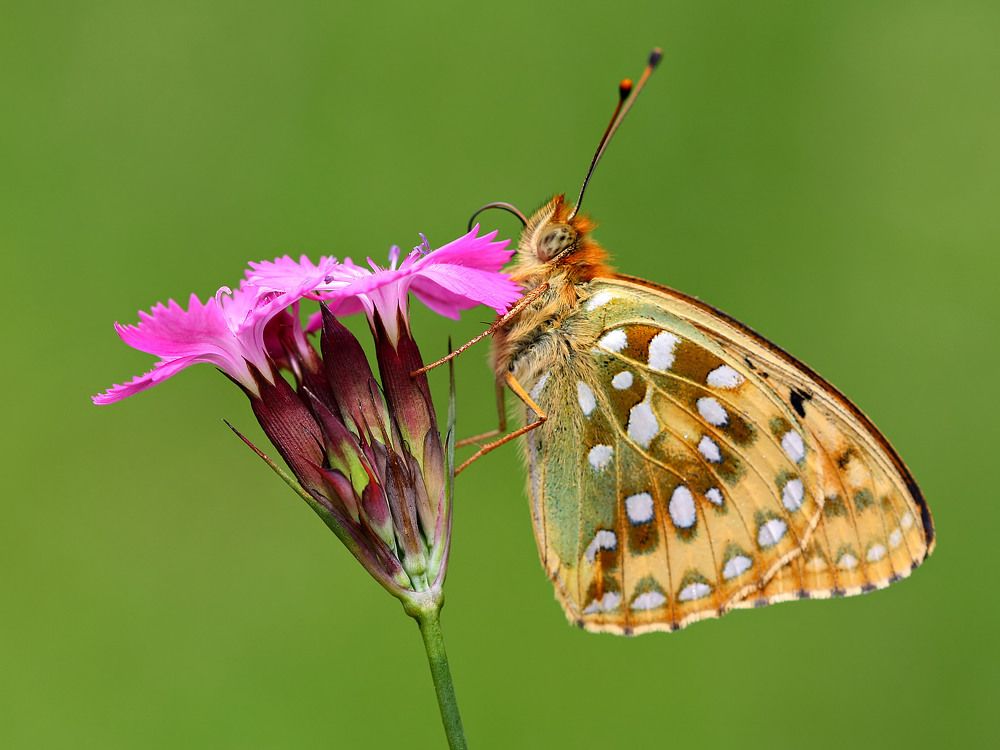 Argynnis adippe