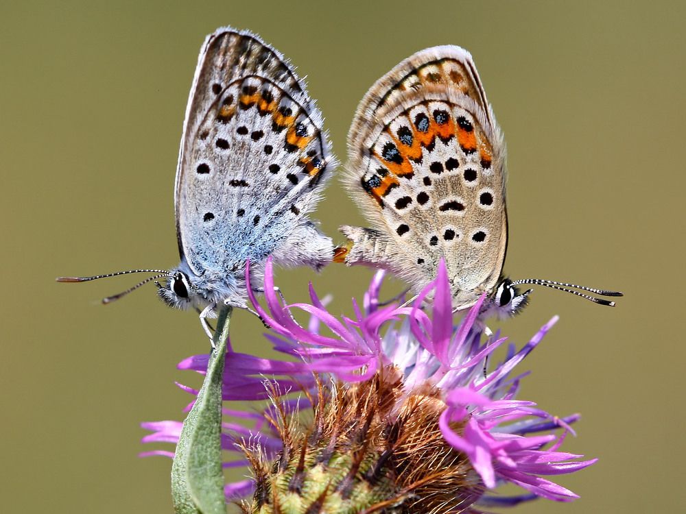 Silver-studded Blue_Plebejus argus
