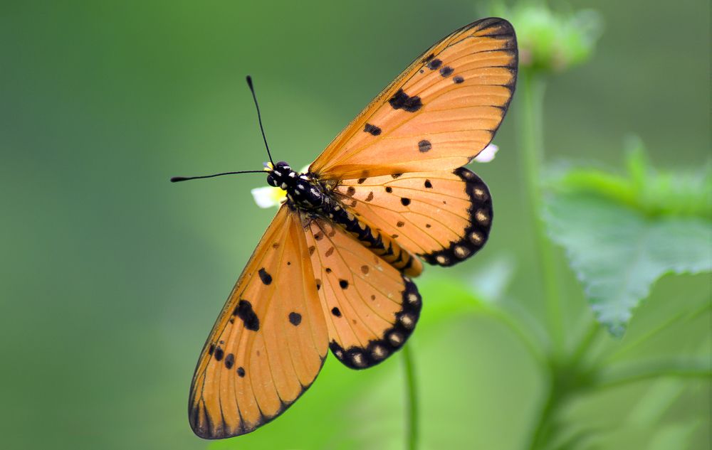 Butterfly (Lycaena)