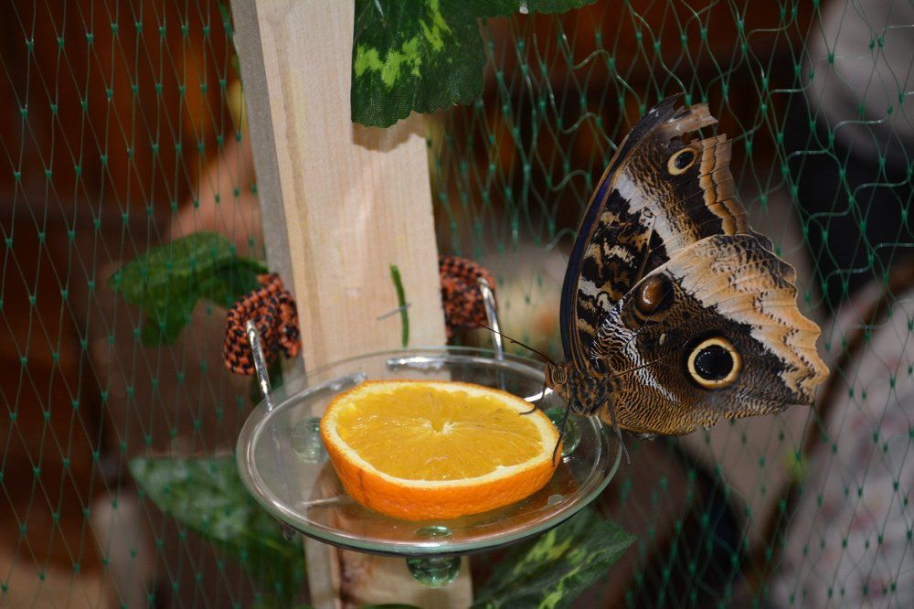 нежная бабочка