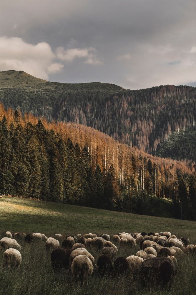 Not wild life in the mountains