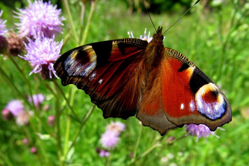 Павлиний глаз