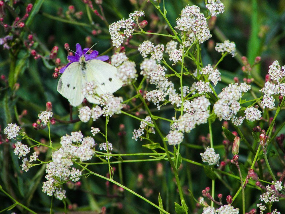 Photograph by Никита Волков