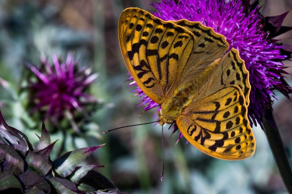 Бабочка на цветке татарника