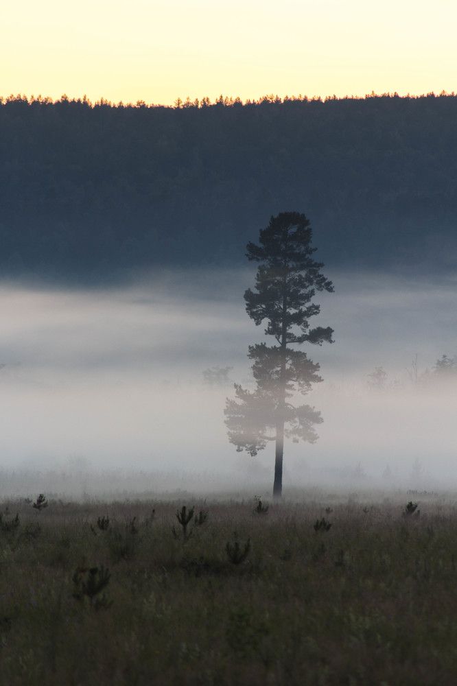 Сосна в тумане