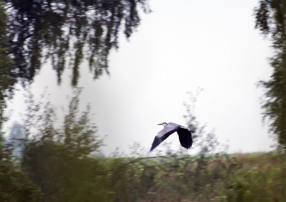 Цапля и туман