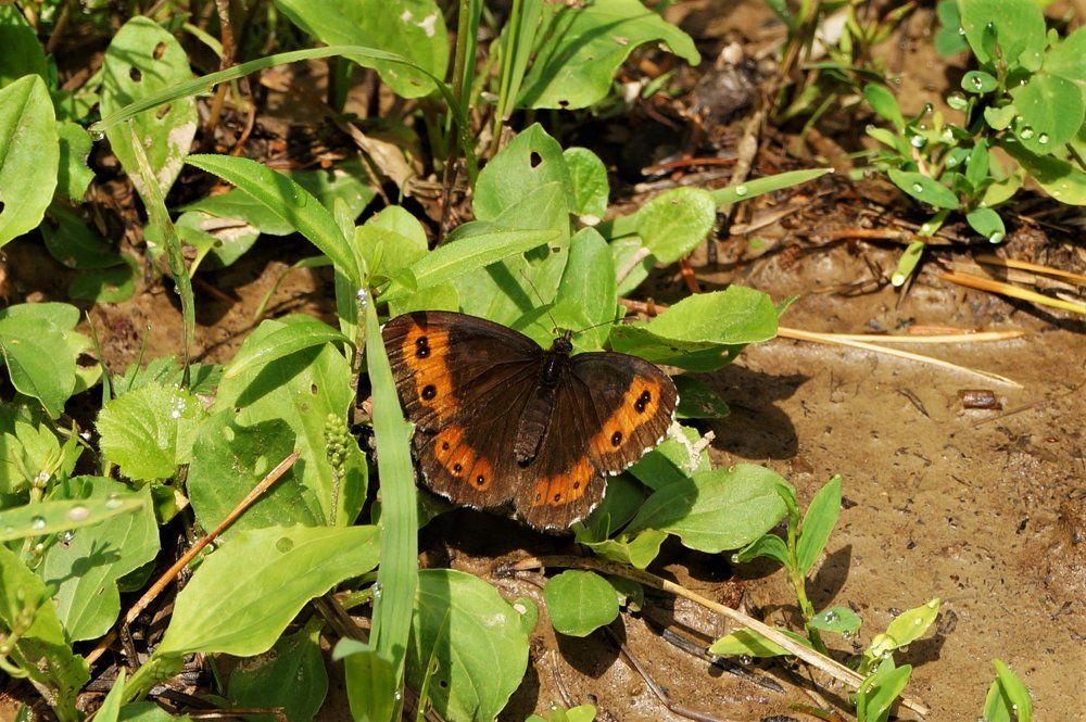 in pursuit of beauty