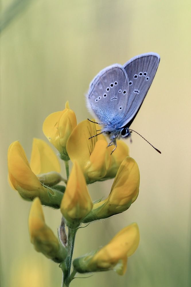 Краски лета