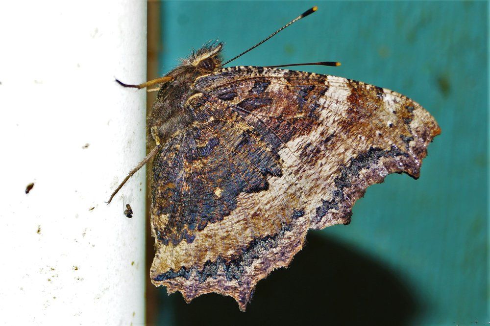 flying into the light