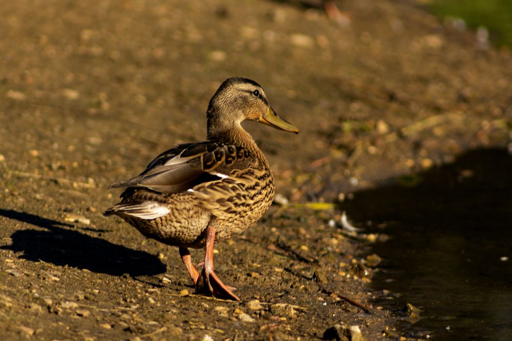 Прогулка по пляжу