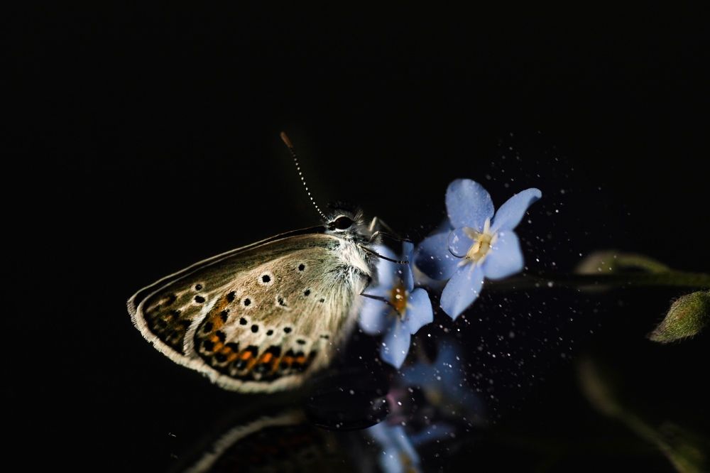 Бабочка с незабудкой