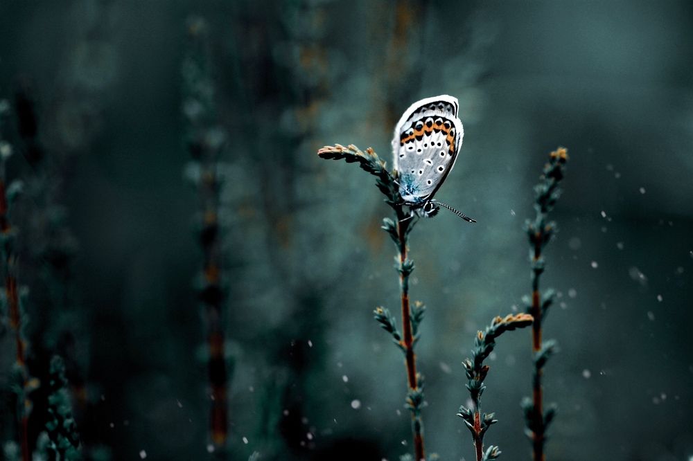 Летние сумерки