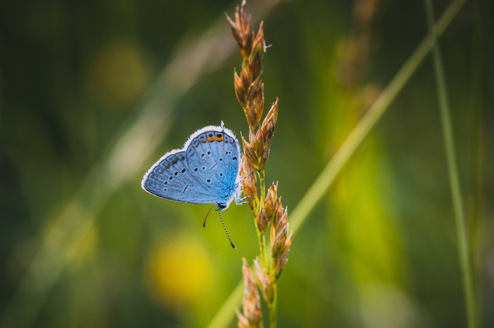 На травинке