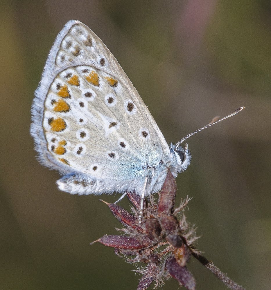 Летний гость