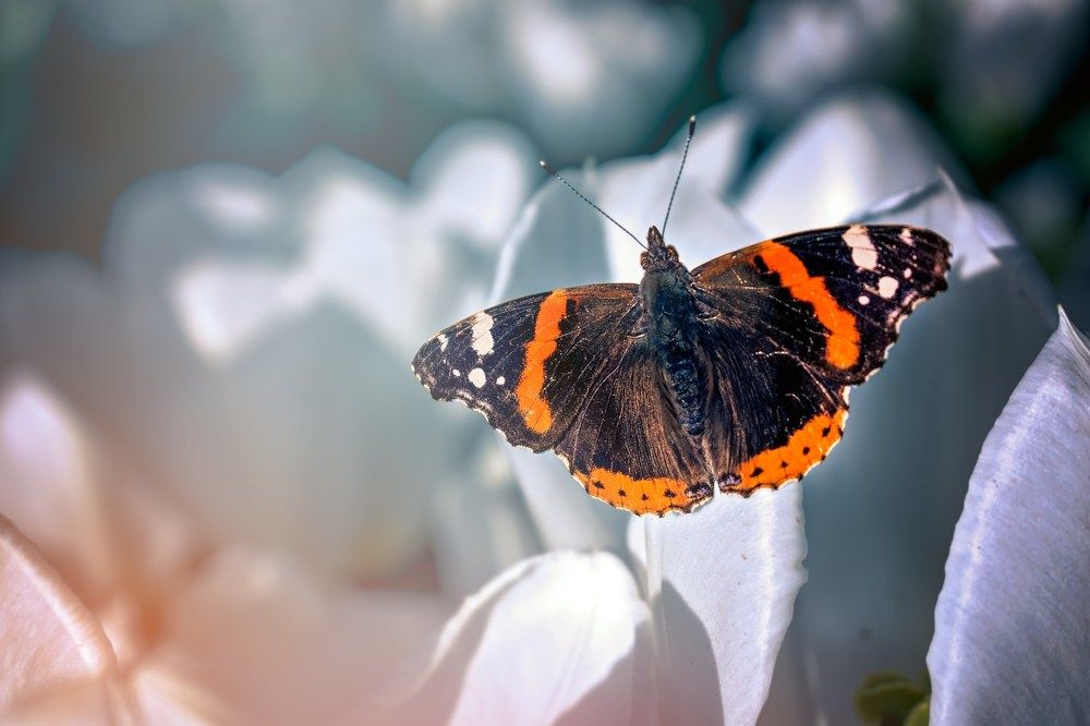 A little butterfly