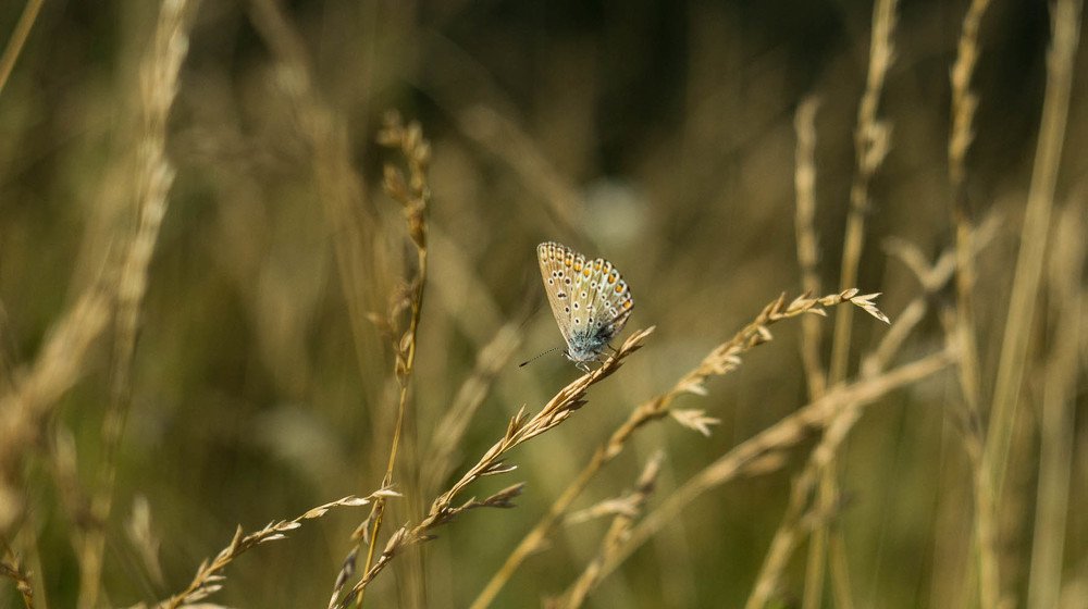 Бабочка в поле